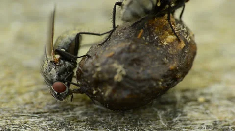 Fkies On Dung Stock Footage 23332145