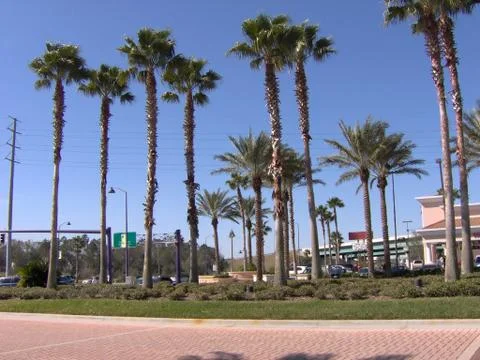FL Tall Palms Stock Photos