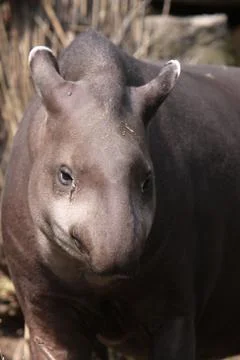 Flachlandtapir Foto stock