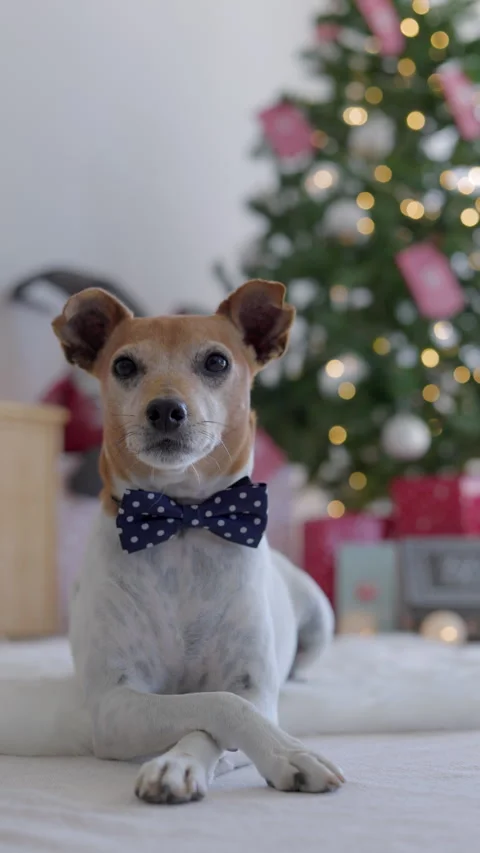 Flaco Navidad 2022 (vertical) Video stock 247964358
