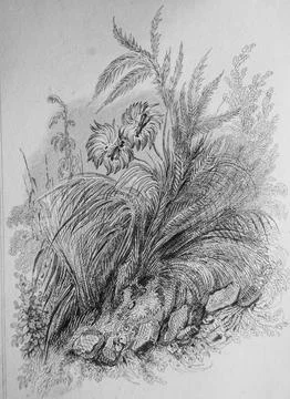 Flae Guepe and the bee, Florian Ables illustrated by Victor Adam, Delloye Pub Stock Illustration