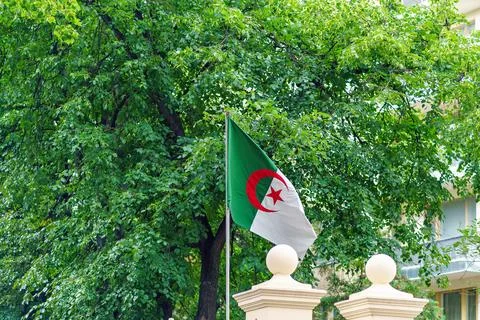 Flag of Algeria on the background of trees Stock Photos