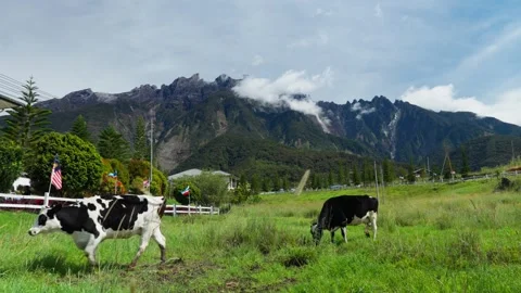 Flag and cows in front of a farm 動画素材 300849828