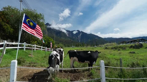 Flag and cows in front of a farm Stock Footage 300849883