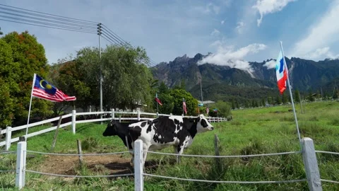 Flag and cows in front of a farm Stock Footage 300849908