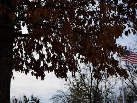 Flag Behind Tree with Snow Фото