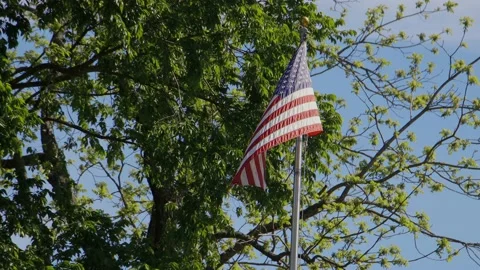Flag blowing in front of tree Stock Footage 197847916