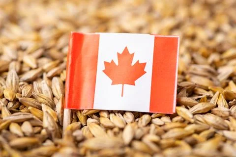 Flag of Canada on barley grain Stock Photos