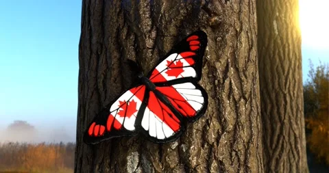 Flag of Canada on Butterfly Wings Realistic 4K UHD 60FPS Stock Footage 147180841