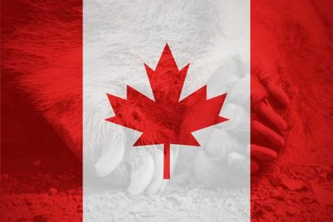 Flag of Canada in minimalistic design composition with bear foot Stock Illustration