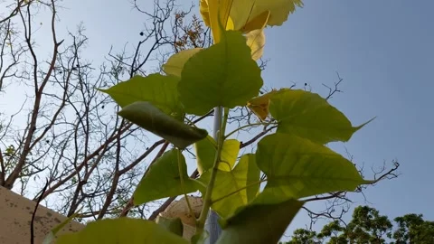 A flag flutters on top of the leaves Stock Footage 265969046