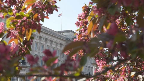 Flag of the Great Britain seen through gaps of a blossoming tree in spring. Stock Footage 200785817