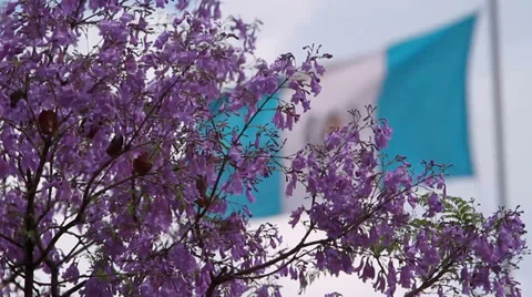 Flag of Guatemala through a tree of lilac flowers Stock Footage 33731715