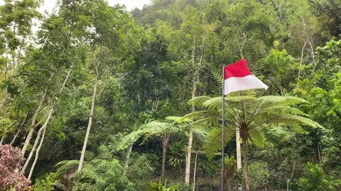Flag of the Indonesian state, forest background. 4k Video stock 247010703