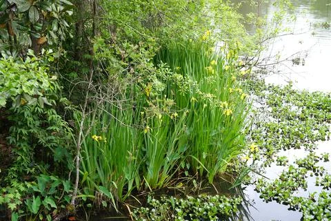 Flag Iris growing off the lakeside marsh water Stock Photos
