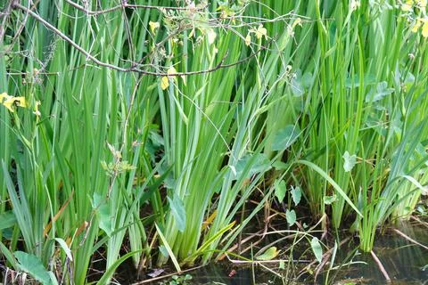 Flag Iris growing in shallow marsh water closeup Stock Photos