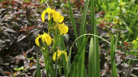 Flag iris (Iris pseudacorus) Stock Footage 14652586