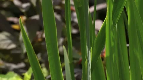 Flag iris (Iris pseudacorus) Stock Footage 14653043