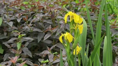 Flag iris (Iris pseudacorus) Stock Footage 14653812