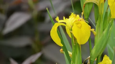 Flag iris (Iris pseudacorus) Stock Footage 14654861