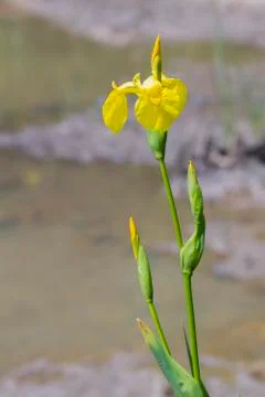 Flag Iris Stock Photos