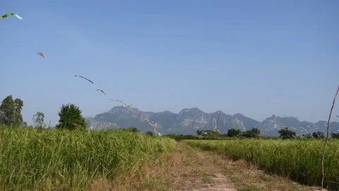 Flag kite in the crop area with mountain and blue sky in background Stock Footage 132019797