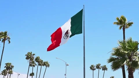 The flag of Mexico flutters in the wind against a blue sky and green palm trees Stock Footage 244672136