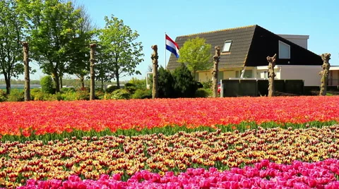 Flag of the Netherlands. Field of tulips. Stock Footage 62858543