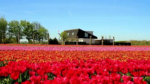 Flag of the Netherlands. Field of tulips. Stock Footage 62859261