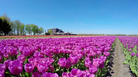 Flag of the Netherlands. Field of tulips. Stock Footage 62862746