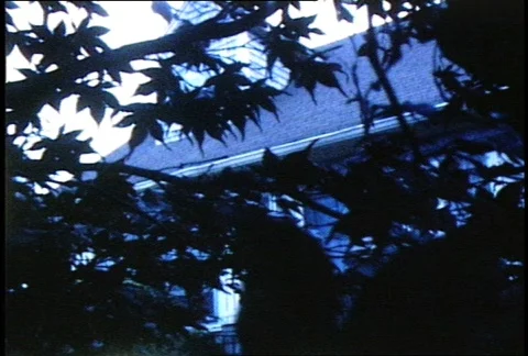 Flag Obscured by Leaves Vídeo Stock 356563