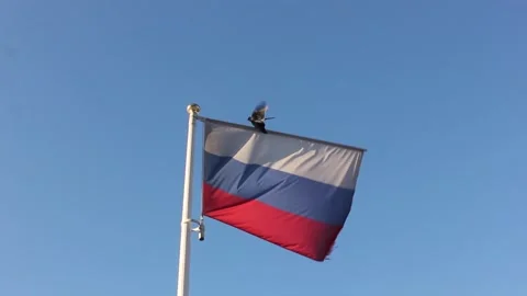 Flag of Russia Stock Footage 124521480