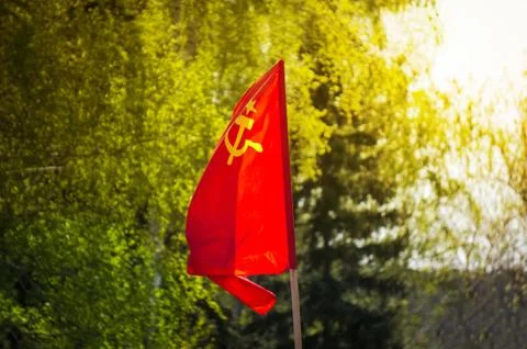 The flag of the Soviet Union develops on the background of green trees. Stock Photos