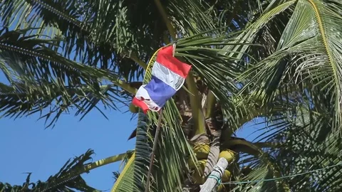 Flag of Thailand waving under a coconut palm tree against a blue sky Stock Footage 78007536