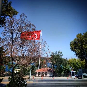 Flag with trees Stock Photos