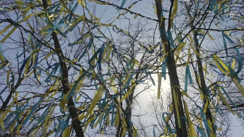 Flag of Ukraine in form of set of yellow-blue ribbons develops on tree tied to Video stock 331936107