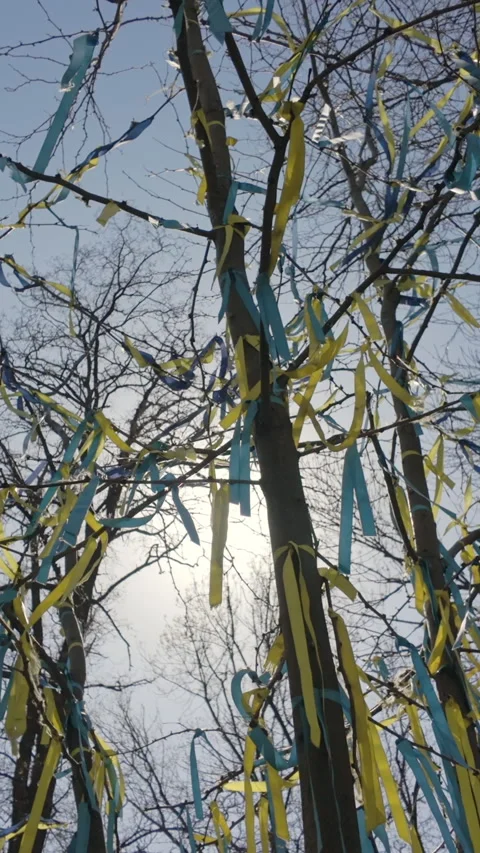 Flag of Ukraine in form of set of yellow-blue ribbons develops on tree tied to Stock Footage 337446032