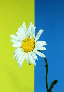 Flag of ukraine Foto stock