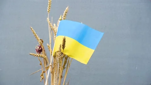 Flag of Ukraine with wheat bunch on grey background,stand with Ukraine Stock Footage 171470146