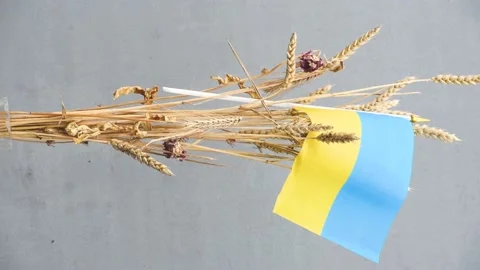 Flag of Ukraine with wheat bunch on grey background,stand with Ukraine Stock Footage 171513779