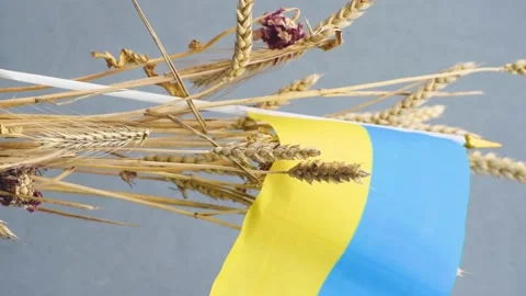 Flag of Ukraine with wheat bunch on grey background,stand with Ukraine Stock Footage 171513801