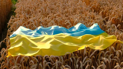 Flag of Ukraine in a wheat field. Selective focus. Stock Footage 247513568