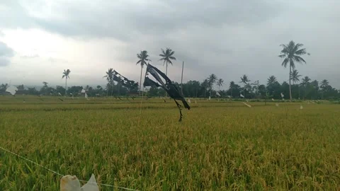 Flag3 Stock Footage 258114337