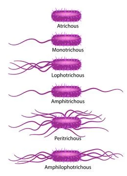 Flagela types Stock Illustration