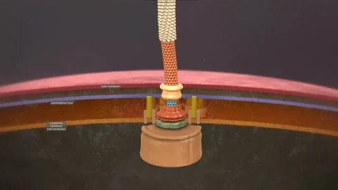 Flagella are flexible, rotating surface appendages that propel bacteria through Stock Footage 229942948