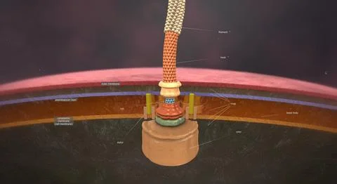 Flagella are flexible, rotating surface appendages that propel bacteria thr.. Stock Illustration