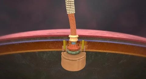 Flagella are flexible, rotating surface appendages that propel bacteria thr.. Stockillustratie