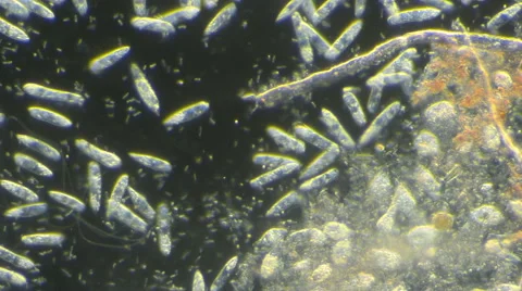 Flagellates (Astasia sp.) Vidéo 64826883