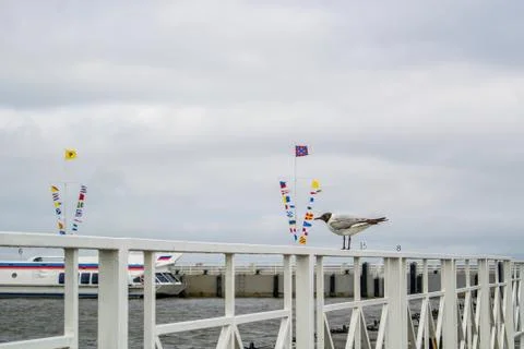 Flagpoles with flags of different countries, port navigation and a seagull .. Stock-Fotos