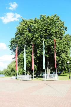 Flags on the background of a green tree Stock Photos